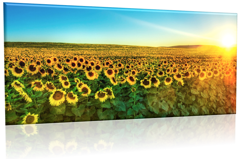 Picture of sunflowers with a sunset in the background